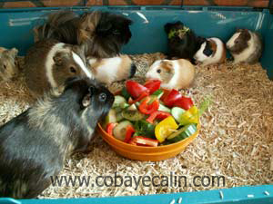 assiette de l&eacute;gumes pour cobayes