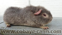 cobaye agouti canelle
