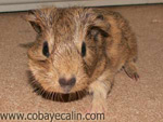 cobaye agouti cr&egrave;me