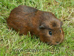 cobaye agouti dor&eacute;