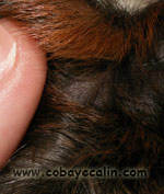 cobaye agouti havane