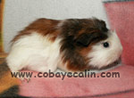 cobaye agouti havane fauve et blanc satin