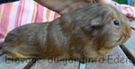 cobaye agouti orange