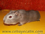 cobaye agouti canelle