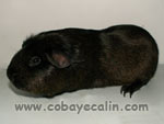 cobaye solidagouti