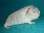 cobaye beige blanc argent&eacute;