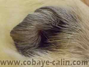 D&eacute;faut d'oreille chez le cobaye