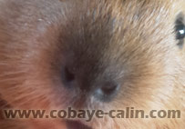 marquage californien