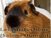  cobaye au marquage californien