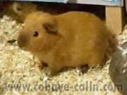 cobaye fauve californien havane