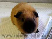cobaye fauve californien noir