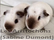 cobaye marquage californien