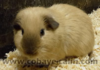 marquage californien