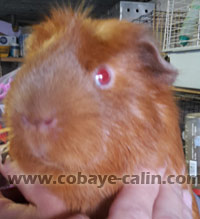 marquage californien