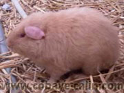 cobaye marquage californien