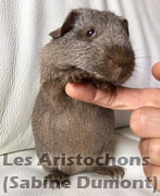  cobaye au marquage californien