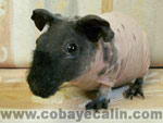 cobaye skinny dalmatien noir