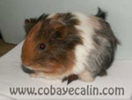 cobaye rouan