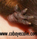 couleur havane des pattes de cobaye