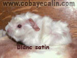 cobaye blanc aux yeux bleus SATIN