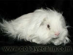 cobaye blanc aux yeux fonc&eacute;s