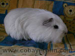 cobaye blanc aux yeux fonc&eacute;s