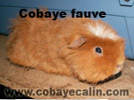 cobaye fauve