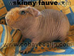 cobaye skinny fauve