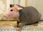 cobaye skinny havane et blanc