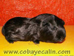cobaye noir