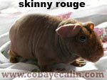 cobaye skinny rouge