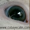 cobaye aux yeux bleus