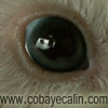 cobaye aux yeux bleus