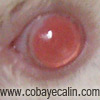 cobaye aux yeux roses