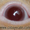 cobaye aux yeux rouges