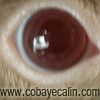 cobaye aux yeux rouges