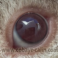 couleur des yeux: rubis