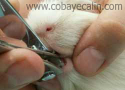 comment couper les dents &agrave; son cobaye