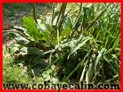 Plantain et chiendent