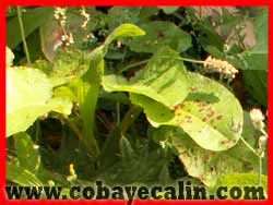 Rumex &agrave; feuilles obtuses