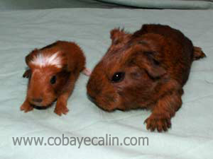 b&eacute;b&eacute; cuy et b&eacute;b&eacute; cobaye