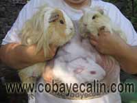 difference de taille entre CUY et COBAYE