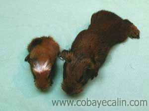 b&eacute;b&eacute;s cuys et cobayes