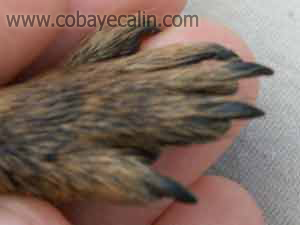 patte polydactyle de cuy