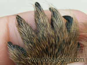 patte polydactyle de cuy