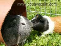 diff&eacute;rence de taille cobayes - cuys
