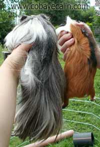diff&eacute;rence taille cobaye-cuy