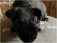 skinny &agrave; pompon