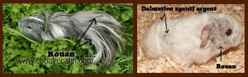 exemple de rouan et dalmatien sur de l'aguti argent