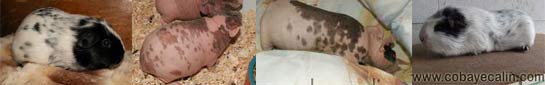 cobayes dalmatiens
